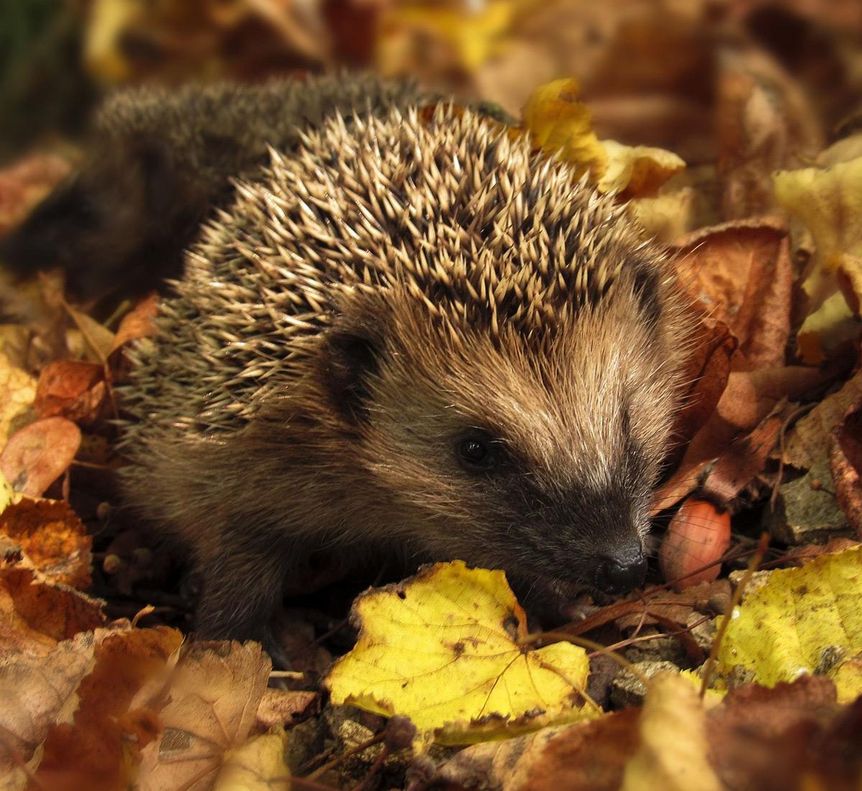 Igel im Laub