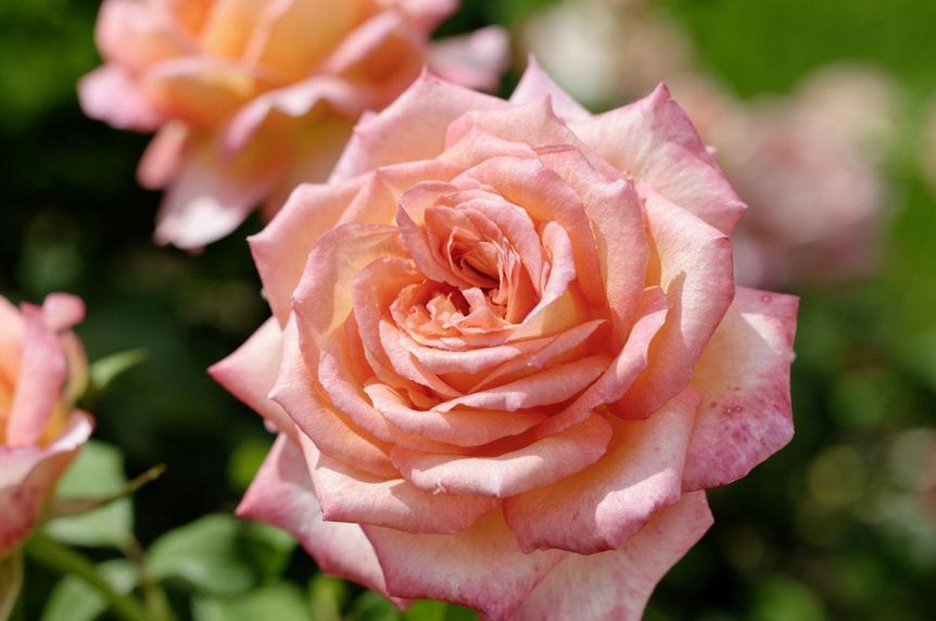 Rose im Rosengarten von Schloss Weikersheim