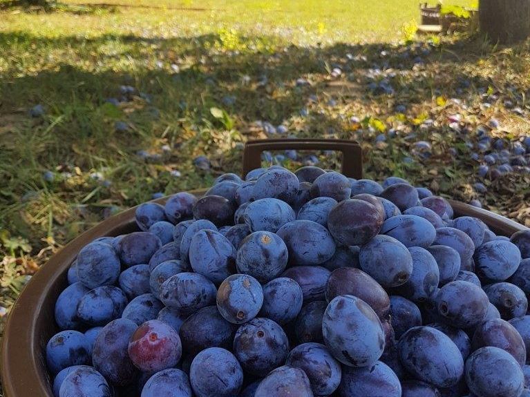 Pflaumen für den Obstbrand der Staatlichen Schlösser und Gärten 